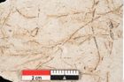 Foto (Detailansicht) von Hypnum sagorianum Ettingshausen (NHMW-GEO-2024-0188-6739)